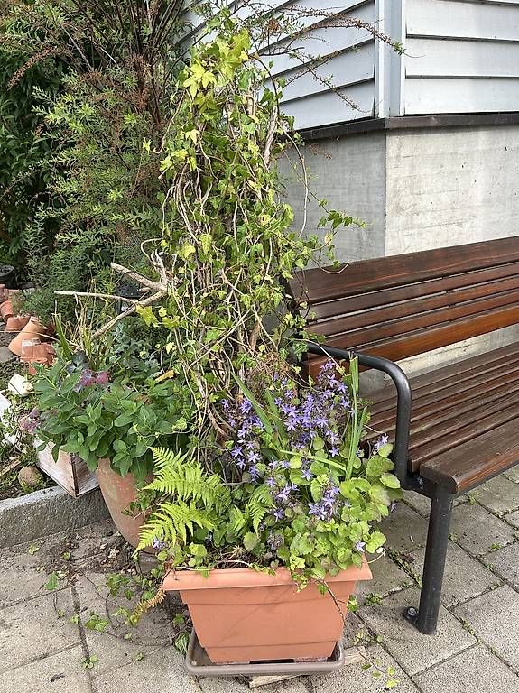 Pflanzen & Samen: 4 Pflanzen im Topf  – Gebraucht aus Frauenfeld von Irene.Schuppli