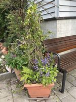 4 Pflanzen im Topf 