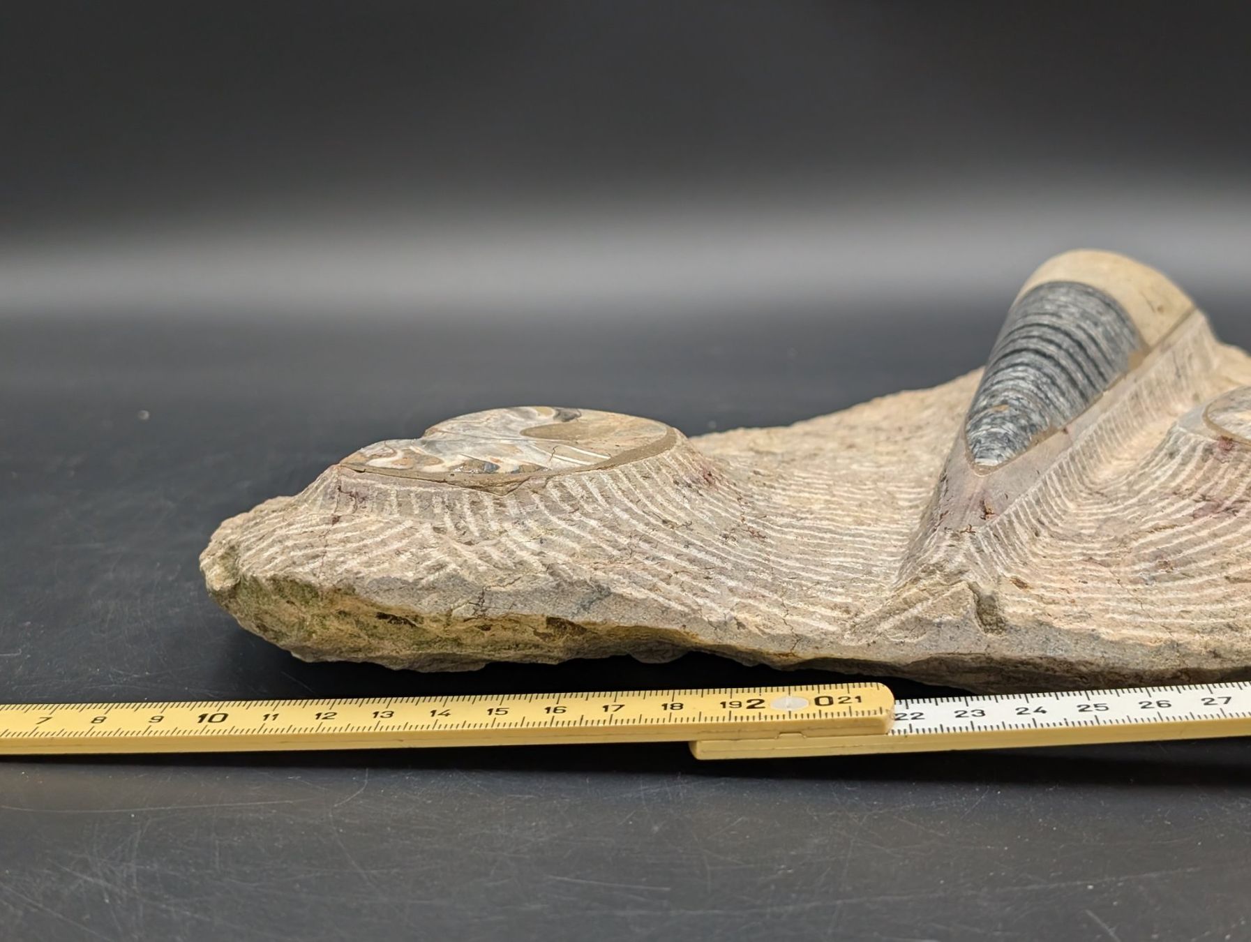 Fossili: Fossil Ammonit Belemnit? im Jura-Gestein? Versteinert – Usato da Winterthur venduto da Hint17 6