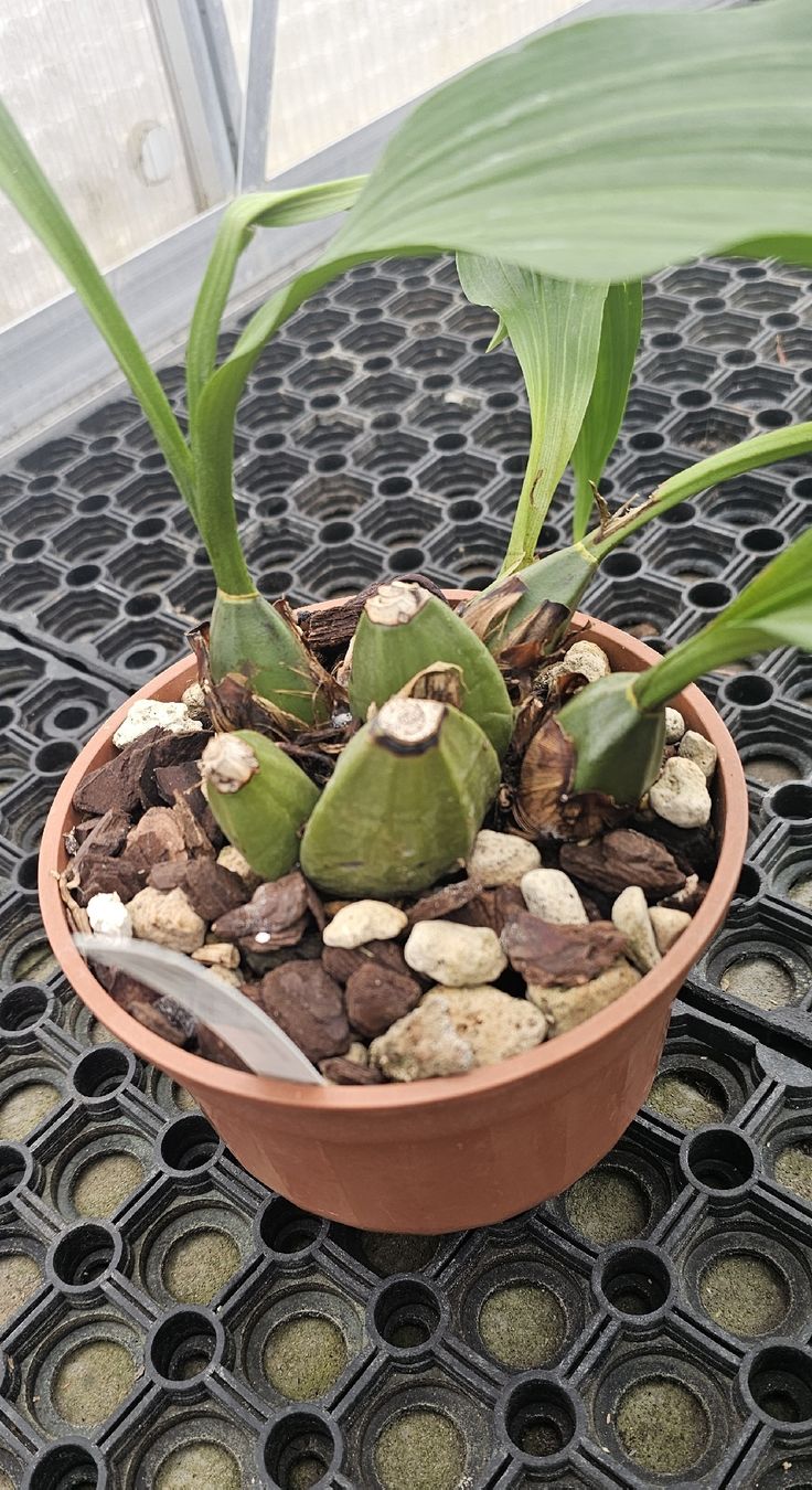 Piante & sementi: Orchidee Lycaste luminosa – Usato da Jona venduto da Smurnaya 2
