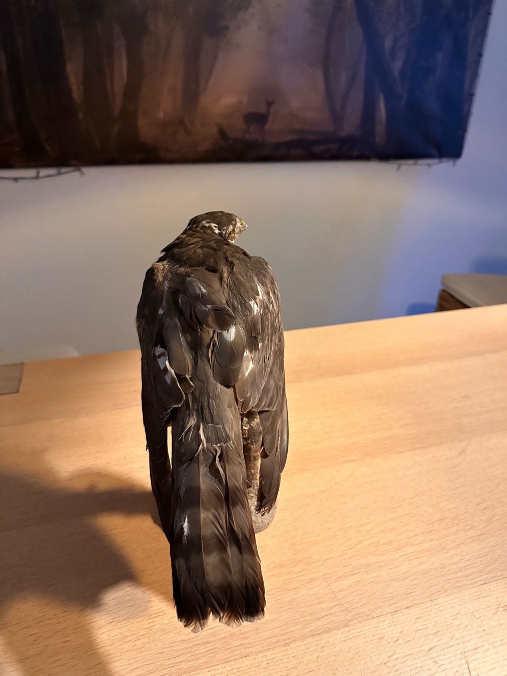 Il mondo degli animali: Präparierte Sperber – Usato da Arboldswil venduto da Rhacodactylus 2