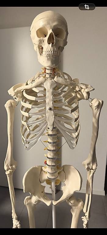 Tecnologia medica: Anatomie - Squelette complet en plastique – Usato da Cortaillod venduto da Sowhat717 2