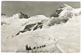 AK Polarhunde Jungfraujoch 1953