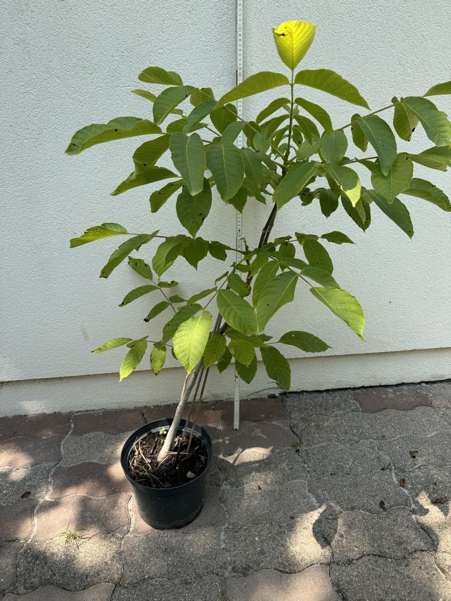 Plantes & graines: Nussbäumchen 4 jaehrig – D'occasion à Basel par sch_9g6x 1