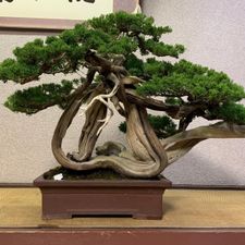Profile image of Japan_Bonsai.