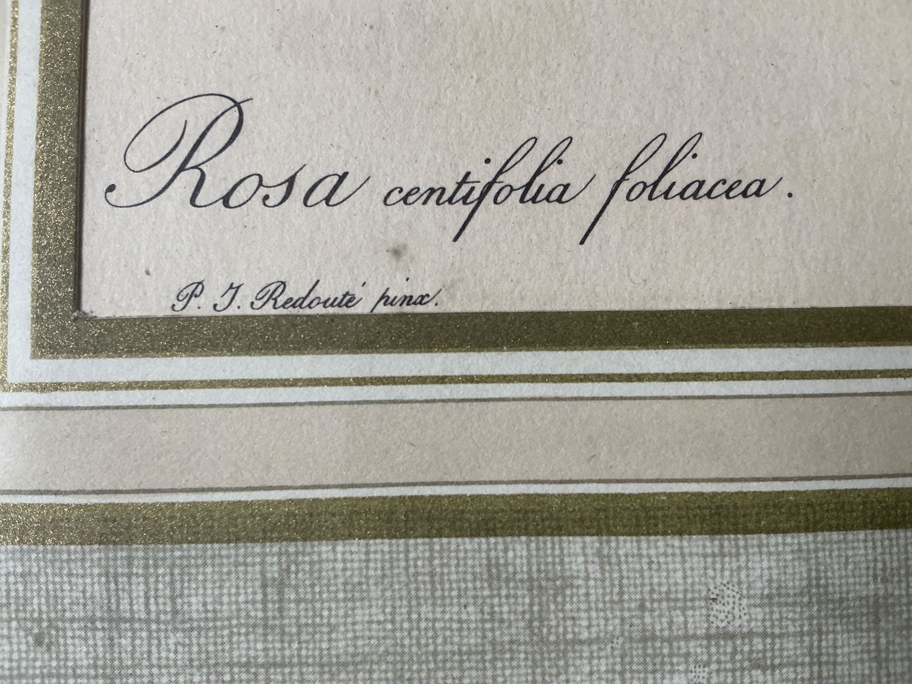 Foto & Immagini: Bild Rosen P.J. Redouté – Usato da Maur venduto da 20hcodracir11 2