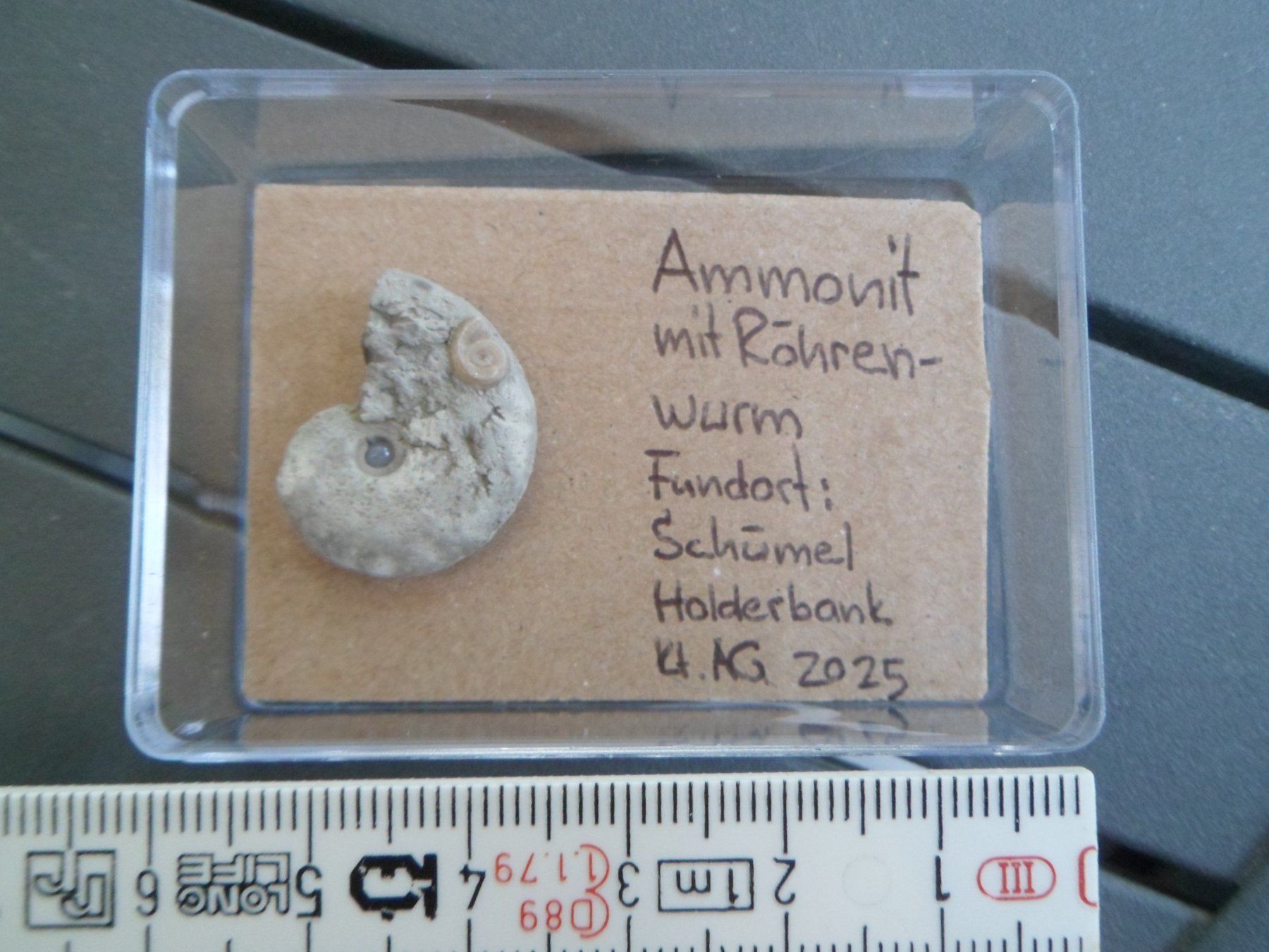 Fossilien: Fossil Schweiz – Gebraucht aus Affoltern am Albis von Fossil60
