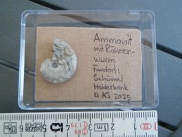 Fossil Schweiz