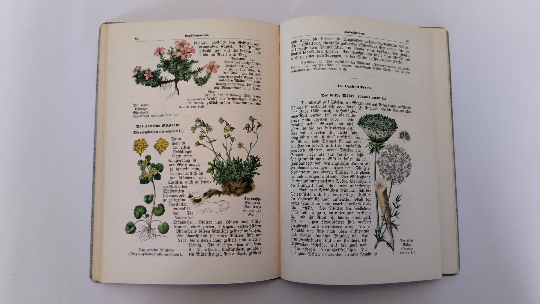 Libri: Pflanzenbuch 1900 / Ein Lehrbuch der Botanik 2. Band – Usato da Bellach venduto da JingleJerry 8