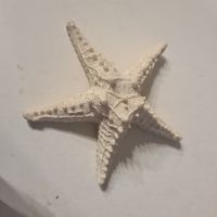 Seestern, Deko, Sommerdeko, neuwertig, ca. 15 cm gross