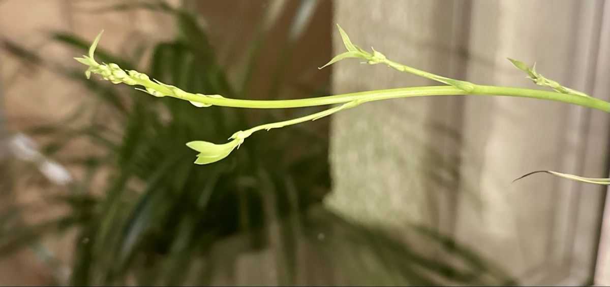 Plantes & graines: Grünlilie – D'occasion à Bern par ACR12 4