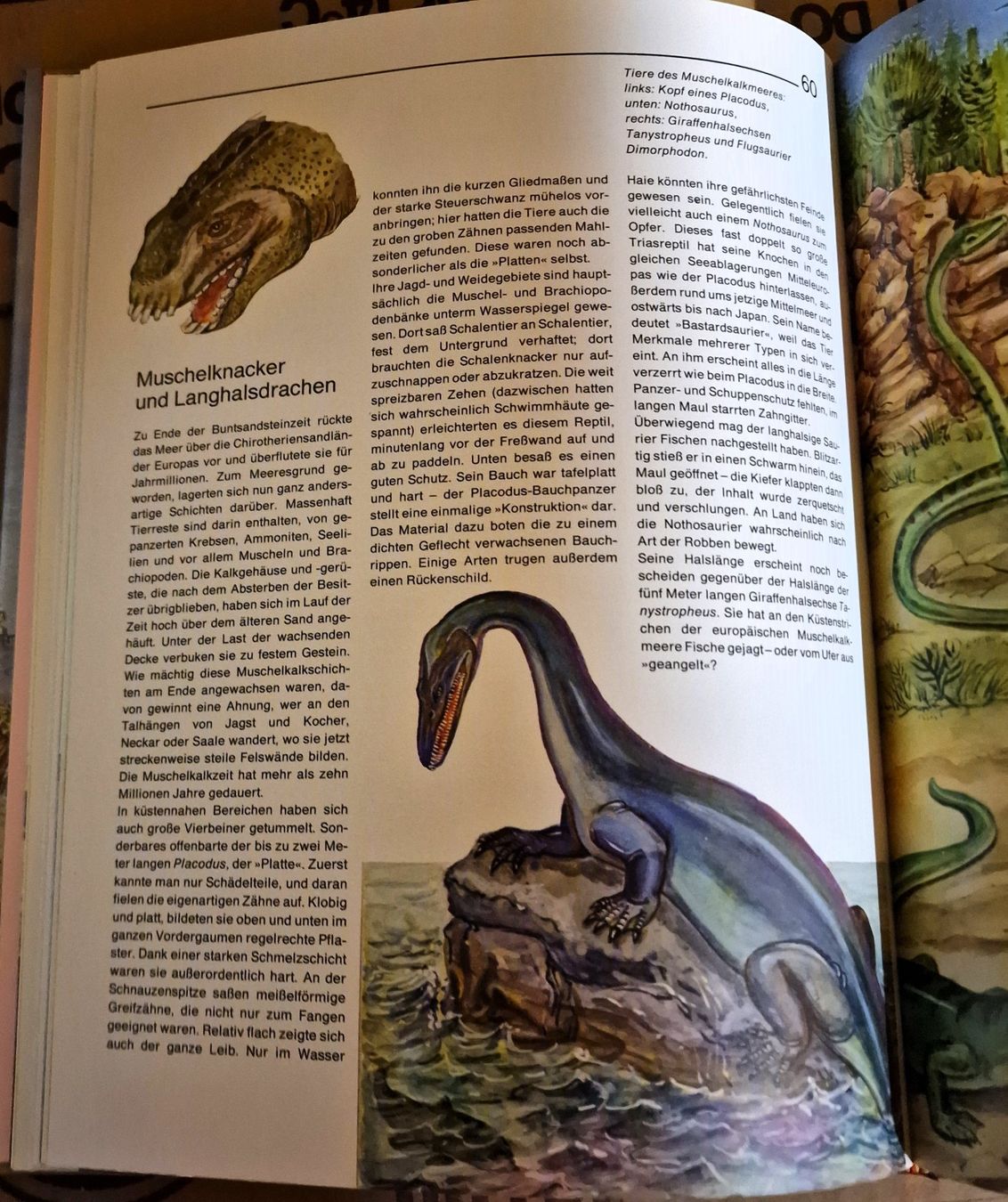 Livres: Dinosaurier und andere Tiere der Urzeit – D'occasion à Winterthur par Versus0 7