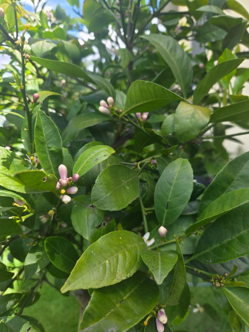 Plantes & graines: zitrus mandarine baum 1m80 mit blüte – D'occasion à Unterlunkhofen par tomnova 5