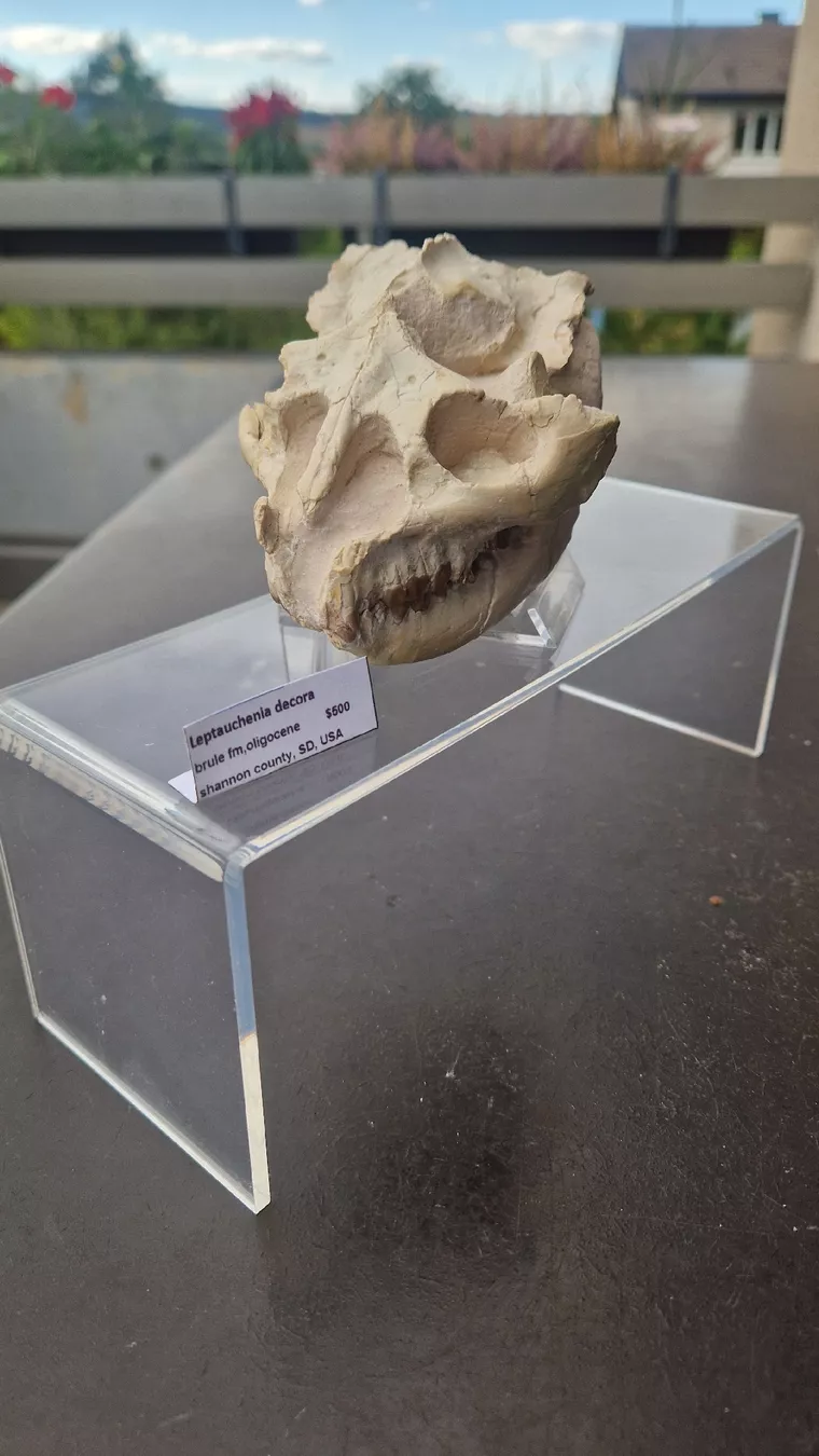 Fossilien: Fossiler Laptauchenia decora – Gebraucht aus Niederhasli von rehauge01 5