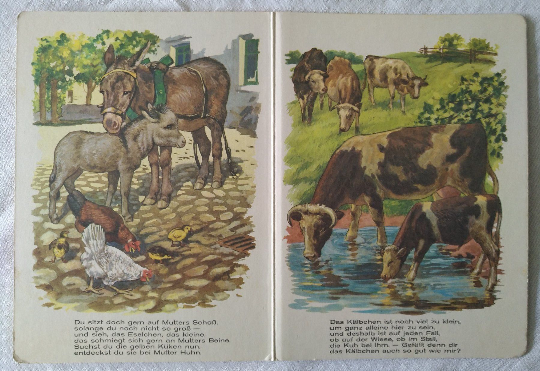Libri: Kikeriki, mein Federvieh - Kinderbuch – Usato da Chur venduto da rh86424 1