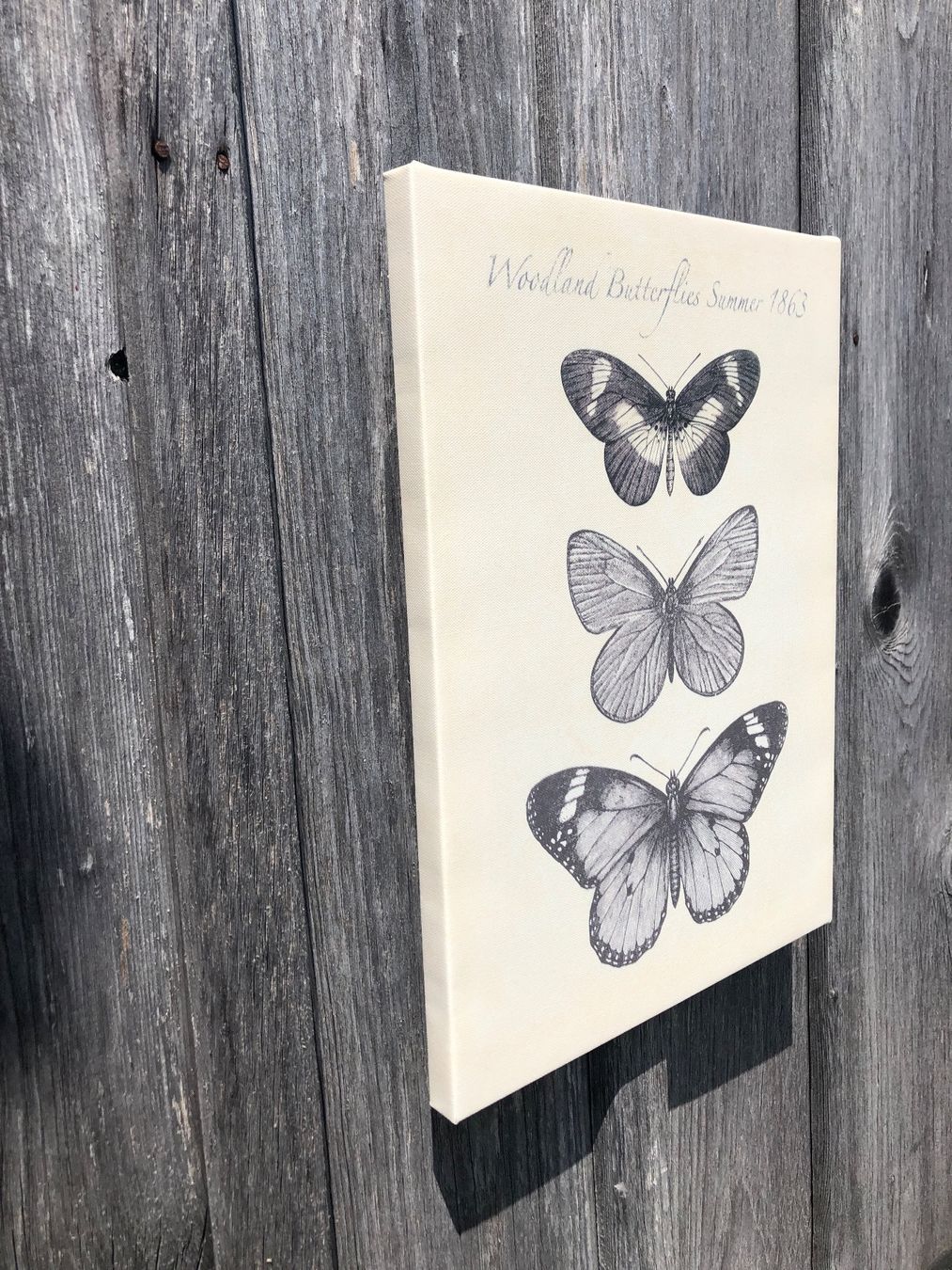 Foto & Immagini: Leinwand Bild Schmetterling – Usato da Nassen venduto da run_7jjy 1