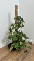 Grosse Efeutute (Epipremnum) mit Rankhilfe