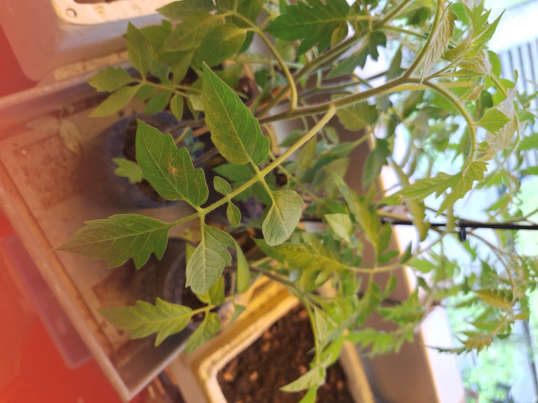 Piante & sementi: Plants variés tomates.courgettes.cardons – Nuovo e nell'imballaggio originale da Genève venduto da Cristin1 7