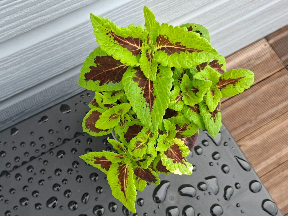 Plantes & graines: Coleus plante en pot – D'occasion à Les Brenets par glo_267f