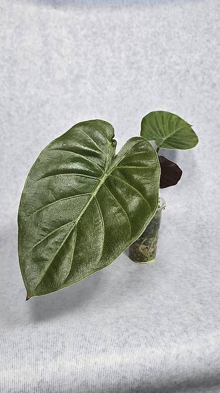 Piante & sementi: Alocasia Wentii – Usato da Arbon venduto da Elena....