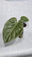 Alocasia Wentii