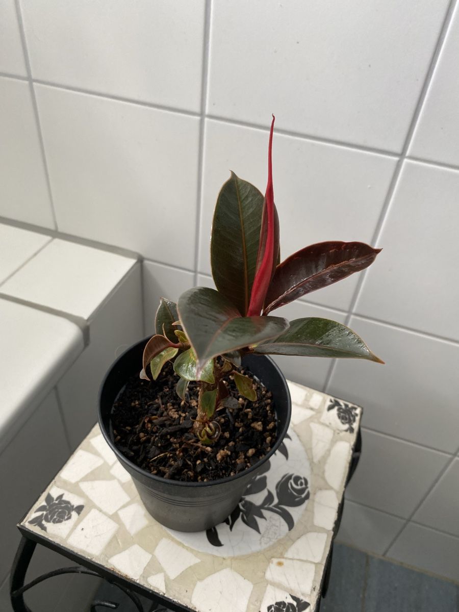 Plantes & graines: Ficus Melanie – D'occasion à Malans GR par mirra1020