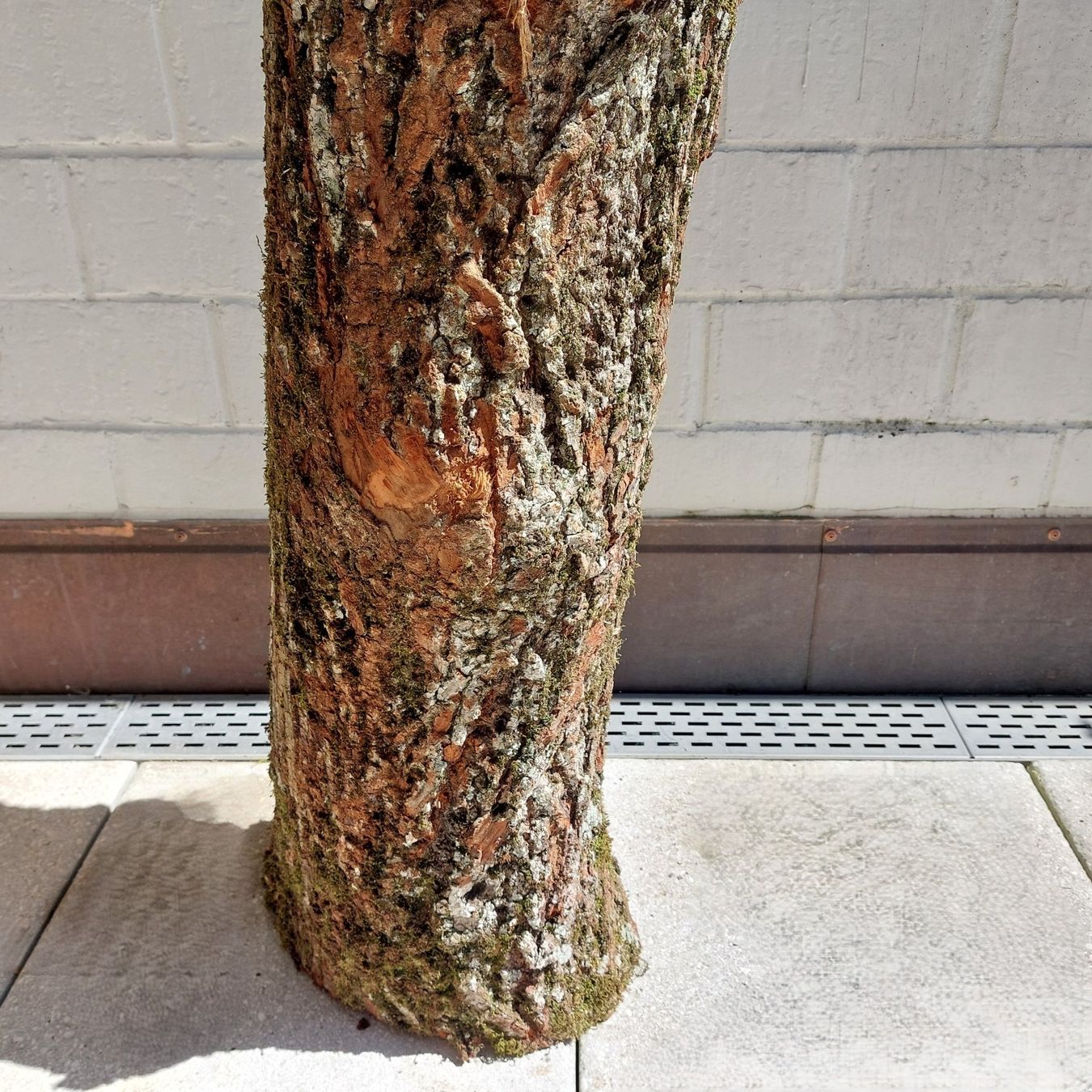 Holzartikel: Holzstamm / Chemine, Deko, Hackstock, Rundholz, Scheitstock – Neu (gemäss Beschreibung) aus Bergdietikon von lop01 6