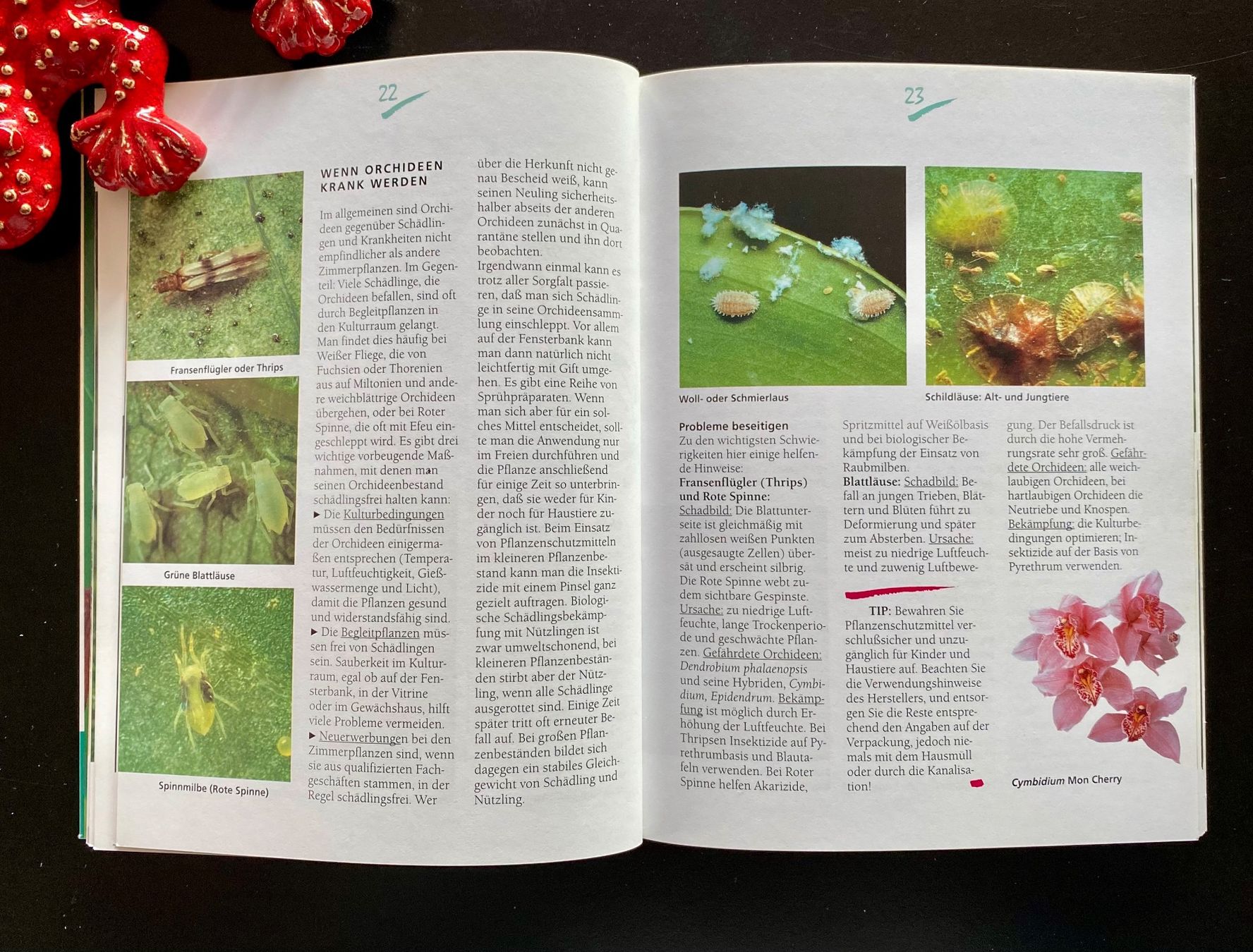 Libri: ORCHIDEEN / RATGEBER – Usato da Nussbaumen AG venduto da schuba2000 5