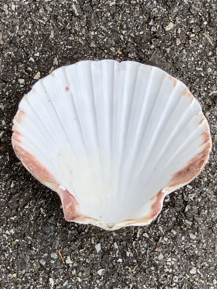 Fossili: „MUSCHELN“ – Usato da Wangen b. Olten venduto da Finolino28 9