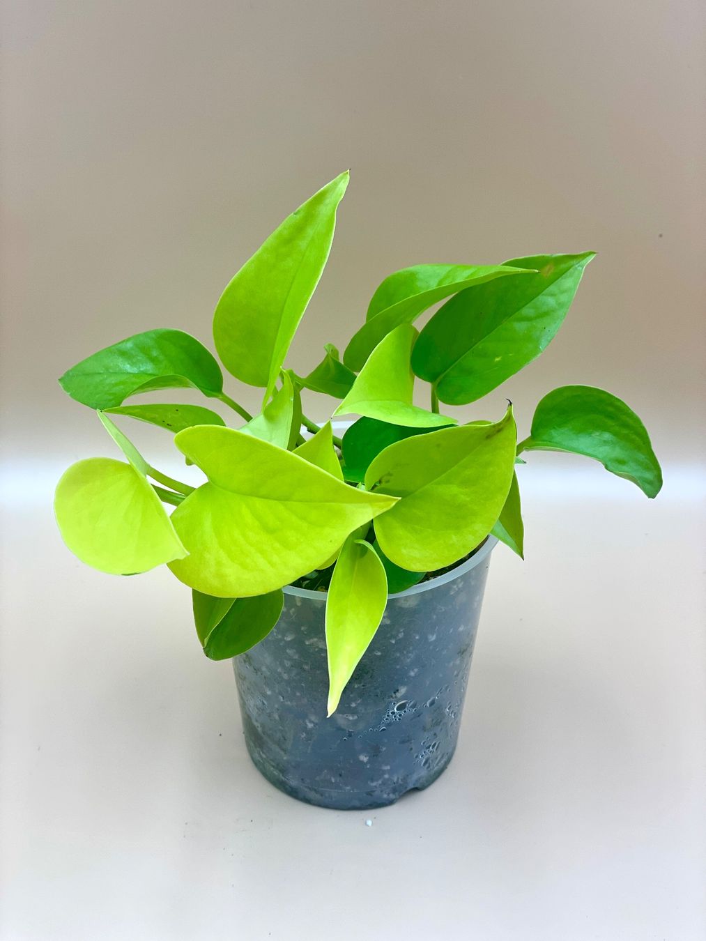 Piante & sementi: Epipremnum aureum Neon – Nuovo (secondo la descrizione) da Zürich venduto da Leafscape