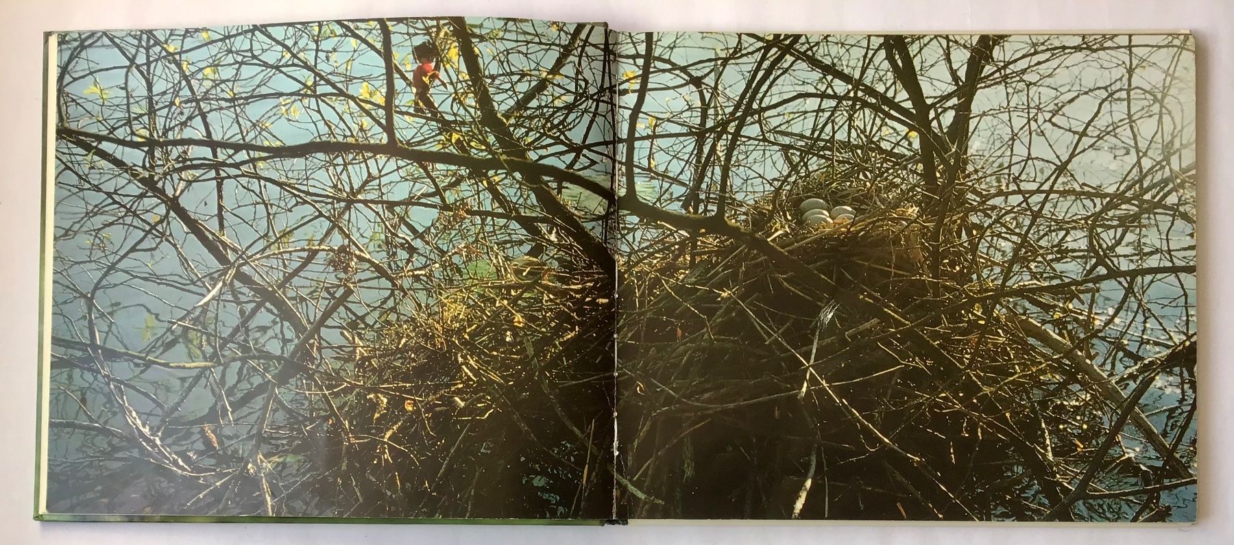 Libri: Bilderbuch: Mit BASKI auf der Vogelinsel – Usato da Bubendorf venduto da Alpenheidi 3