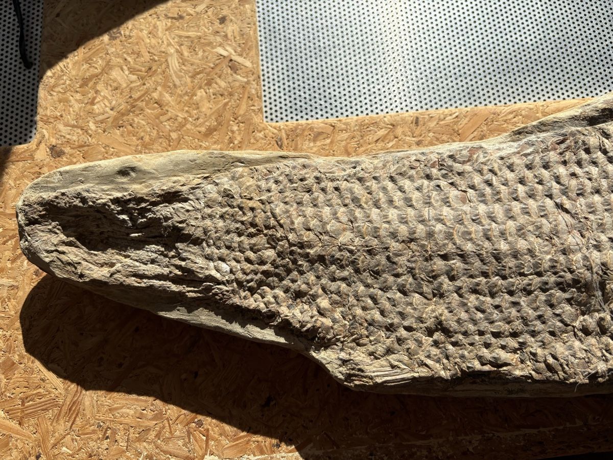 Fossili: Fossiler Fisch – Usato da Biel/Bienne venduto da nimmes 3