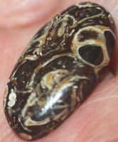 Cabochon L-1188 – Turritella Achat Fossil – 27x14mm