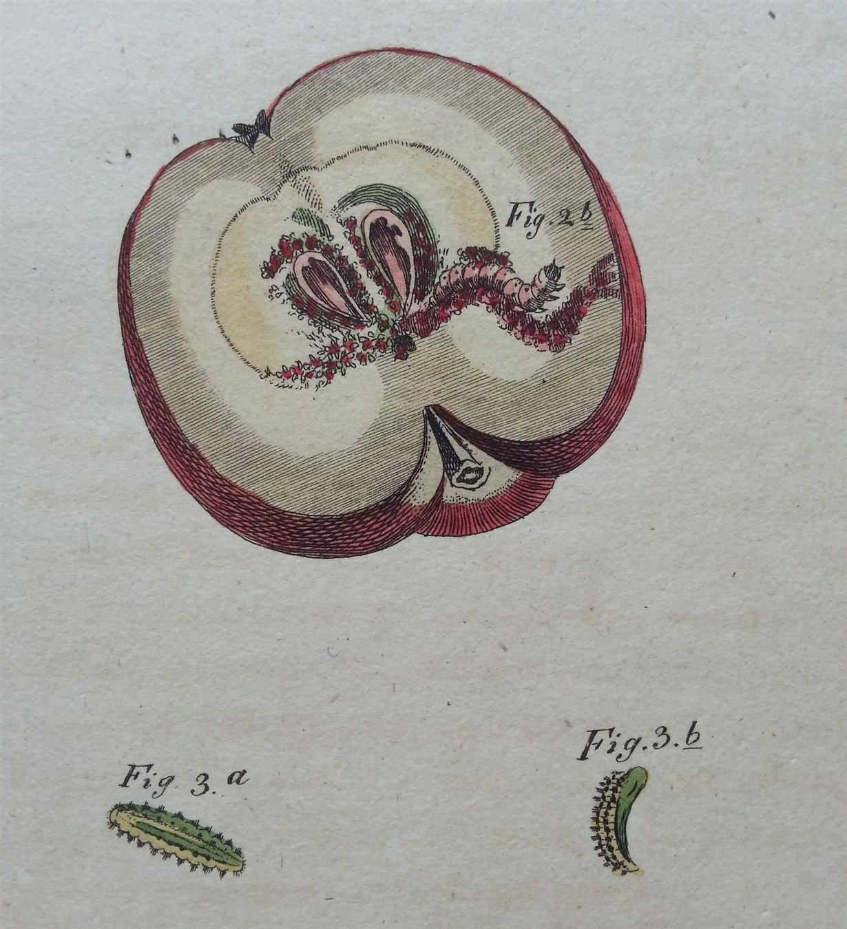 Incisioni: Kupferstich 2x Schädlinge, J. Schmuzer, um 1790 – Usato da Oberriet SG venduto da ganesh435 7