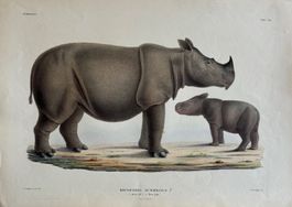 Lithographie C.J. Temminck 1839, Rhinoceros Sumatra, RAR!!!