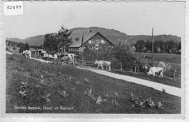 Pension Bergruh Ebnet ob Ramiswil - Kühe vaches cows