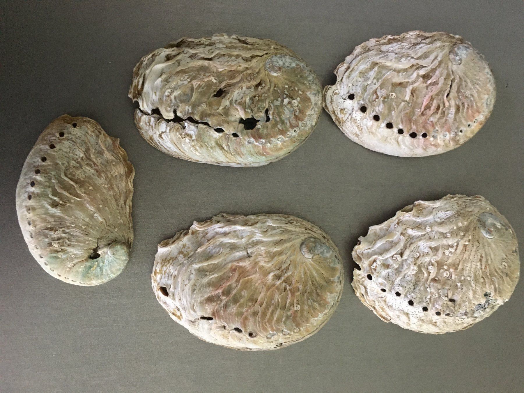 Fossili: Lot Muscheln Abalone/Set mit 5 Stück – Nuovo e nell'imballaggio originale da Volketswil venduto da rubin74 4