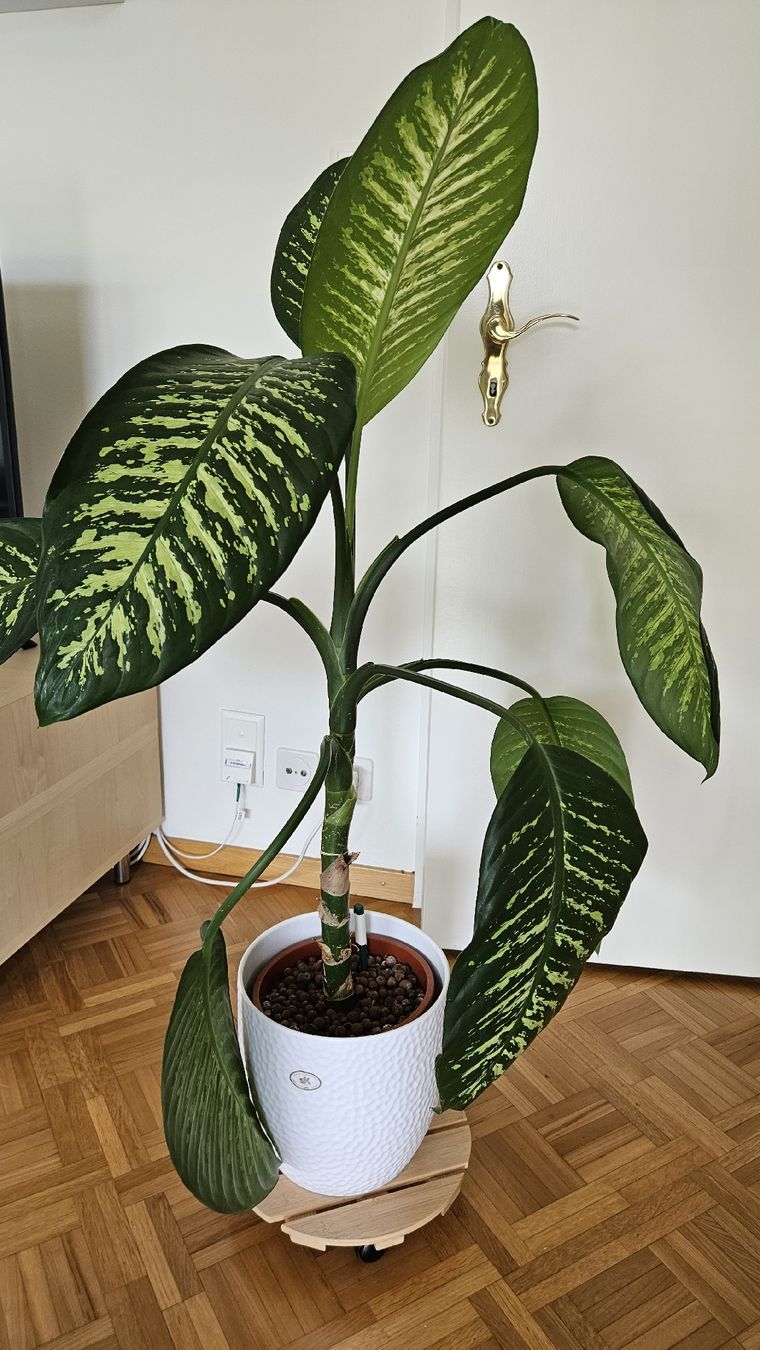 Piante & sementi: Zimmerpflanze "Dieffenbachia" – Usato da Emmenbrücke venduto da L_W 1