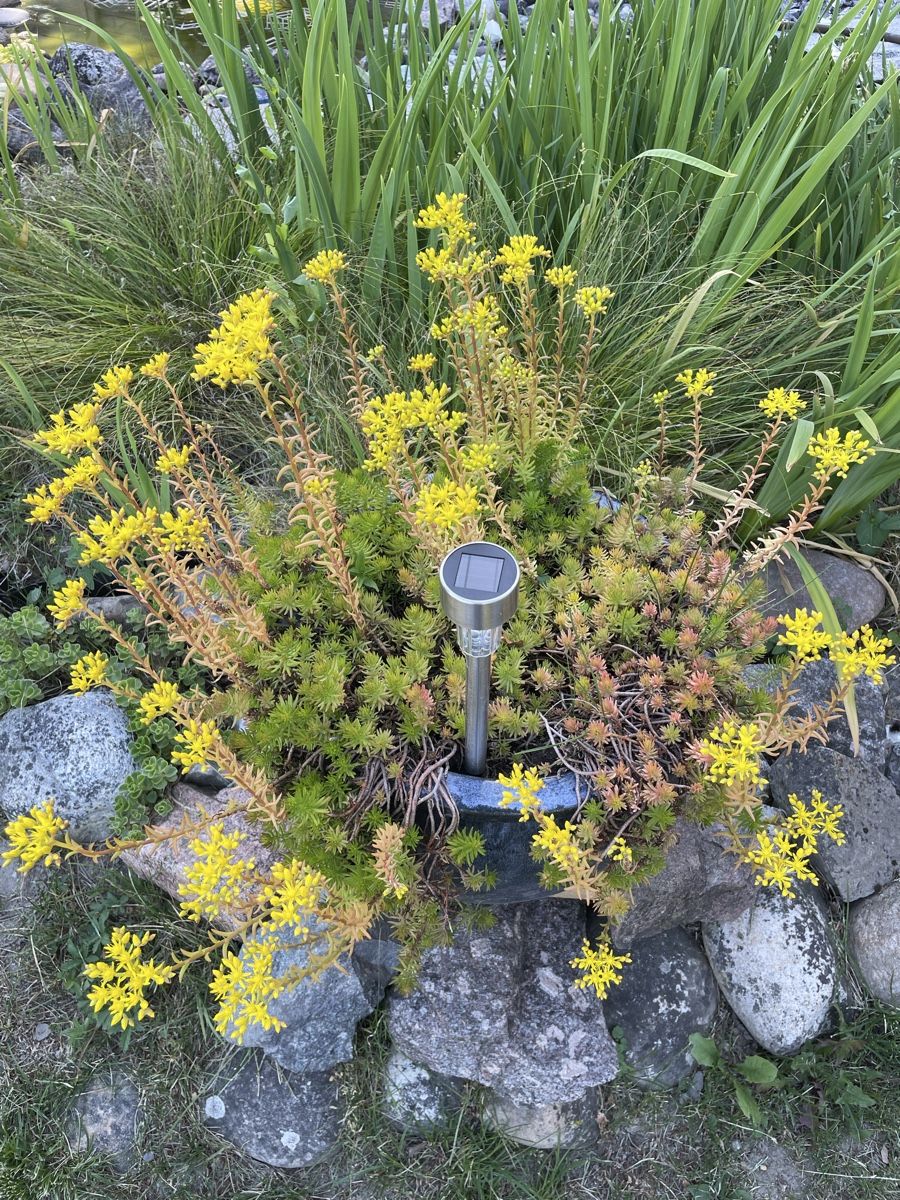 Vasi per fiori: Tontopf mit Fetthenne – Usato da Kölliken venduto da Michi180 1