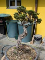 Bonsai Wacholder 78cm