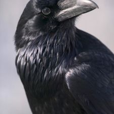 Profile image of Darck-Raven
