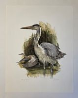 Willy Eugen Bär  Litho. Nr. handsign. Tier-Motiv,  50x40cm