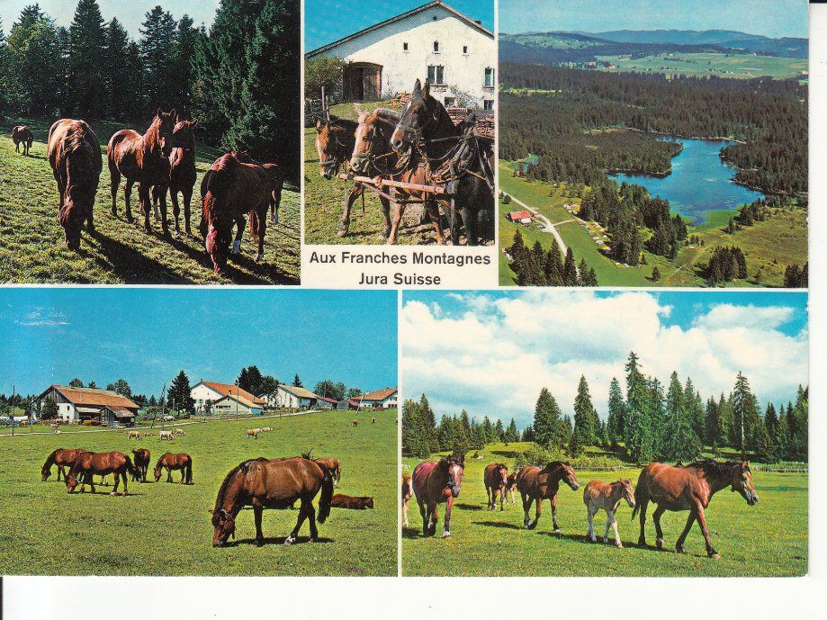 Cartoline postali: Franches Montagnes 1982 – Usato da Bürglen TG venduto da StampGraf