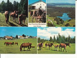 Franches Montagnes 1982