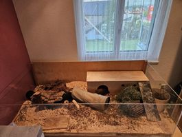 Terrarium/Gehege für Kleintiere zu verkaufen
