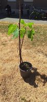 Feigenbaum