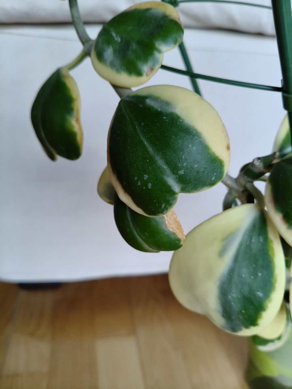 Plantes & graines: Hoya Kerrii Variegata – D'occasion à Chamoson par Yuriyaa 1