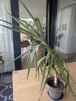 Dracaena / Yucca Palme im Tontopf (Abholung)