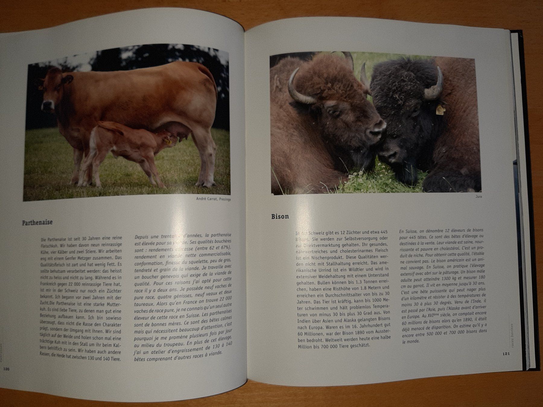 Libri: Schweizer Kühe Bildband "KUHLEBEN" – Usato da Rotkreuz venduto da nigal 4