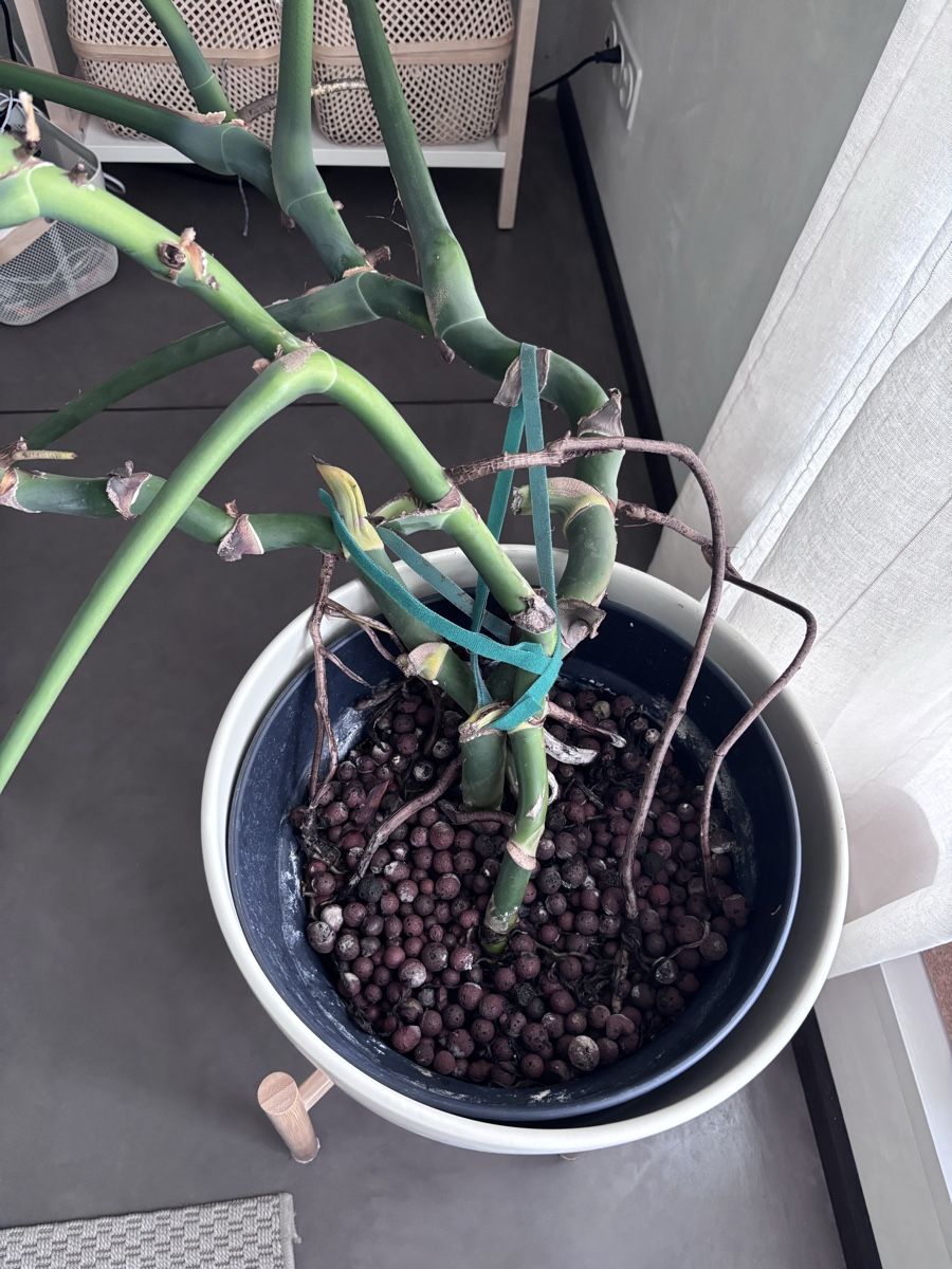 Pflanzen & Samen: Monstera Deliciosa – Gebraucht aus Zürich von mme95 2